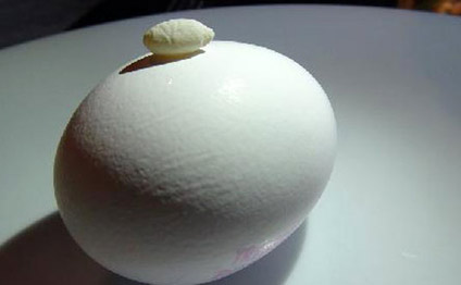 Dünyanın ən kiçik toyuq yumurtası
