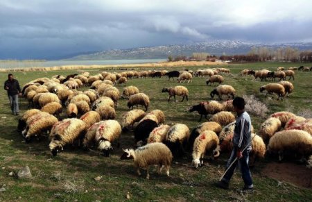 Azərbaycanda çobanlarla fermerlər arasında kütləvi dava: 4 nəfər yaralanıb