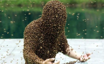 Pulsuz 270 arı ailəsi paylanılıb
