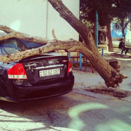 Sumqayıtda ağac avtomobilin üzərinə aşdı