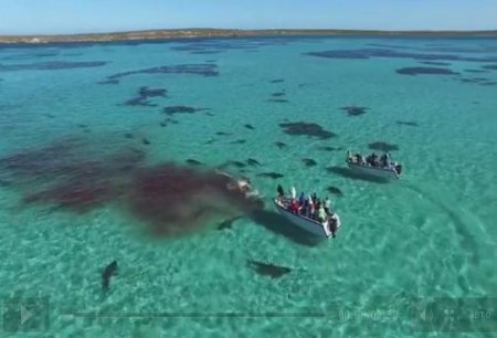 Turistlər 70 köpək balığının balinaya hücumunu videoya çəkiblər