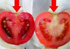 Təbii pomidoru dərmanla yetişdiriləndən necə ayıraq?