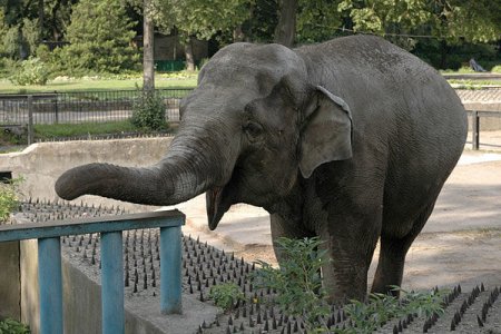 Mərakeş zooparkında fil azyaşlı qızı daşla öldürdü