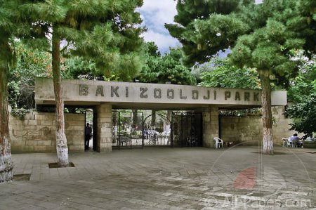 Bakı Zooloji Parkı kreativ dizaynerlər üçün müsabiqə elan edir