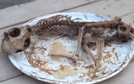Beyləqanda evin zirzəmisindən naməlum heyvan skeleti tapıldı