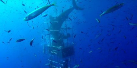 Köpək balığı Meksika sahillərində dalğıclara hücum edib