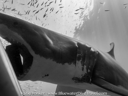 Köpək balığı Meksika sahillərində dalğıclara hücum edib