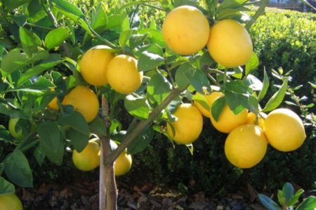 Ordubad limonunun bir ədədi 5-15 manata satılır