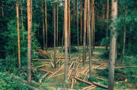 Norveç ağac kəsilməsindən dövlət səviyyəsində imtina etdi