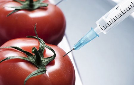 Azərbaycan GMO-nu qadağan edir