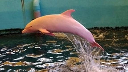 Rəngini dəyişə bilən ağ delfin