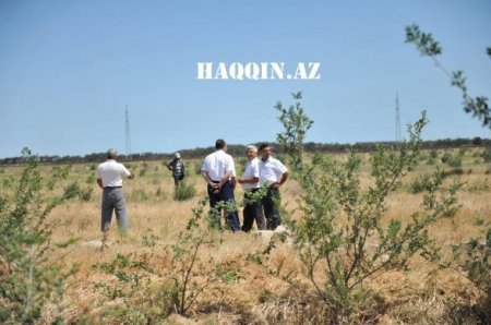 Oliqarxlar balta götürüb İlham Əliyevin ağaclarına hücum etdi