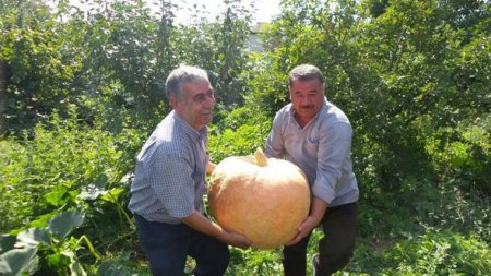 Mehriban qonşular arasında bölünəcək balqabaq