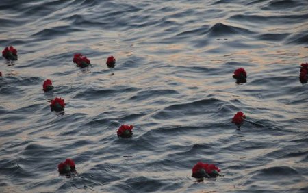 “Dənizə bir qərənfil ataq...” aksiyası - Bulvarda olacaq