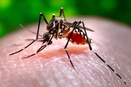 Zika virusu Kanadaya çatdı