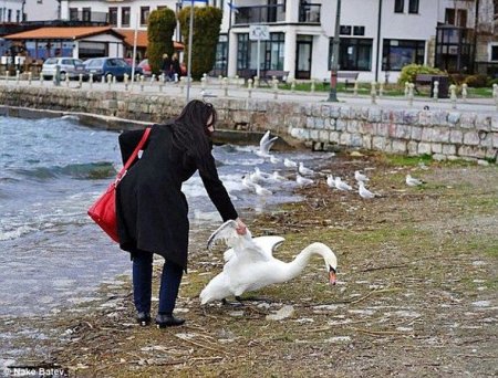 Turist şəkil naminə qu quşunun ölümünə bais oldu