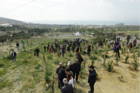 Bakı Şəhər Halqası Əməliyyat Şirkəti ağacəkmə aksiyası keçirib