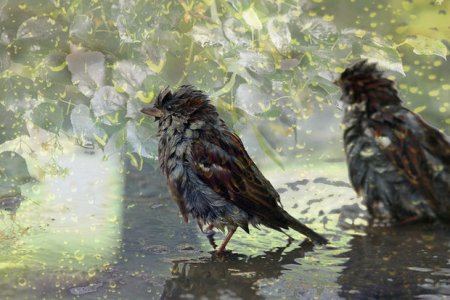 Sinoptiklər sabaha yağış deyirlər