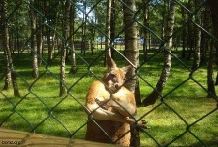 Kenquru zoopark əməkdaşını turistlərin gözü qarşısında döydü