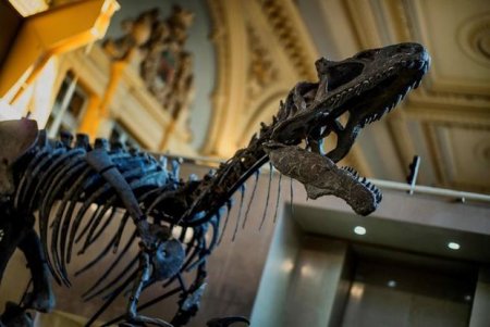 Dinozavr skeleti 1 milyon avroya satıldı