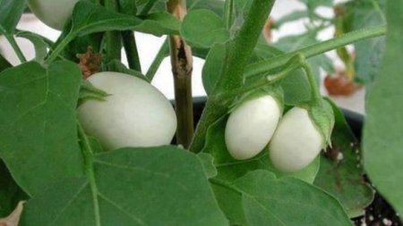 “Yumurta ağacı”: Meyvəsi çox ləzzətlidir