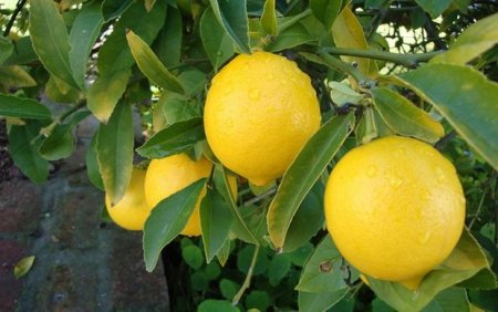 Ordubad limonunun bir ədədi 5-15 manata satılır