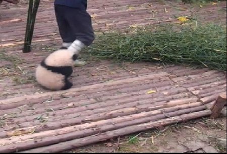 “Yapışqan panda” ilə video interneti partlatdı