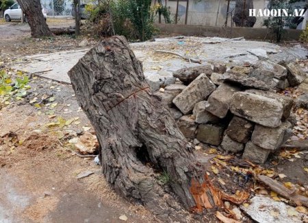Heydər Əliyev: “Kəsilmiş ağacların yerində tikilmiş kafe və restoranlar dağıdılmalıdır”
