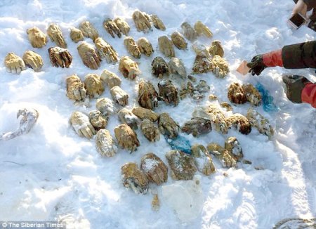 Rusiyada dəhşətli hadisə: çantadan 27 cüt insan əli çıxdı 