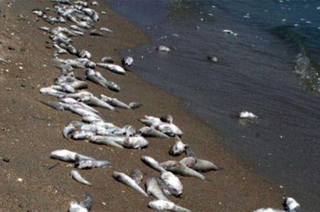 Qum adasında kütləvi balıq ölümünün səbəbi məlum oldu