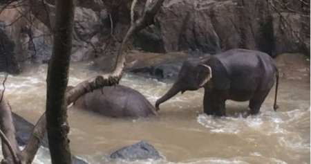 Tailandda 6 fil balanı xilas edərkən həlak oldu