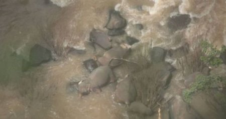 Tailandda 6 fil balanı xilas edərkən həlak oldu